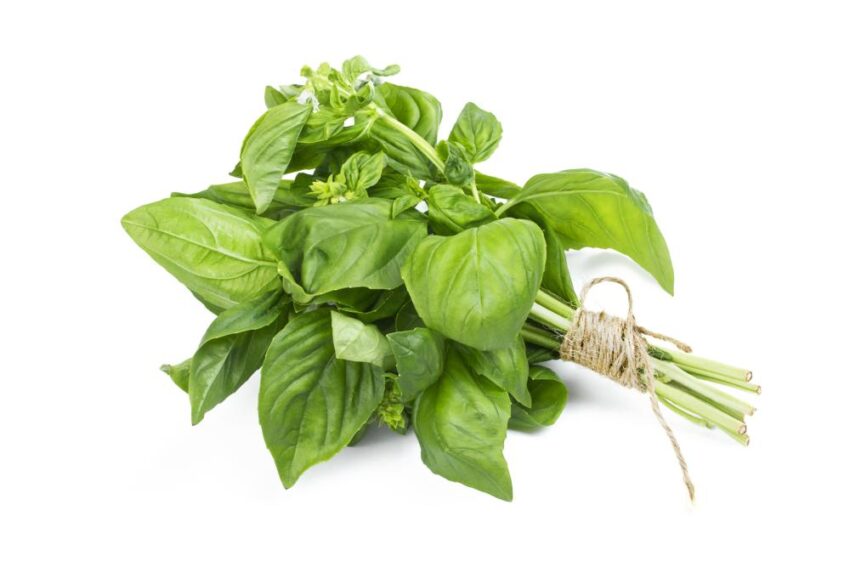 10 aromatic basil strains to grow at home
