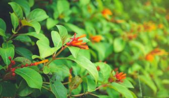 6 Firebush Growth Problems and What To Do About It