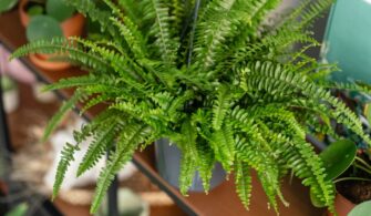 7 types and varieties of ferns for home growing