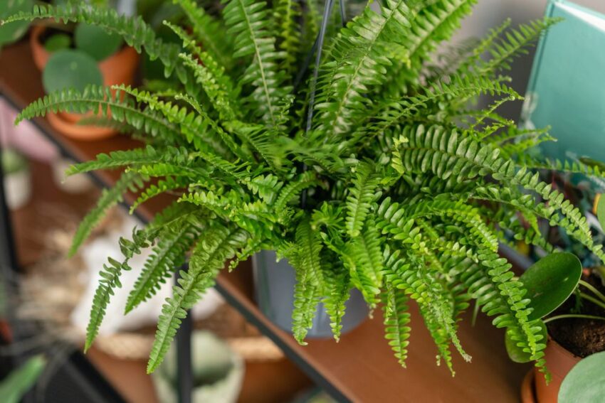7 types and varieties of ferns for home growing