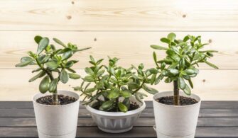 9 varieties of jade plants for different households and settings