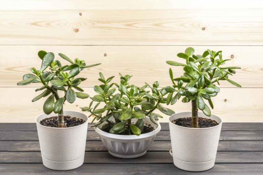 9 varieties of jade plants for different households and settings