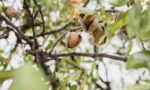 Almond Tree Care - How to Grow and Harvest Almonds
