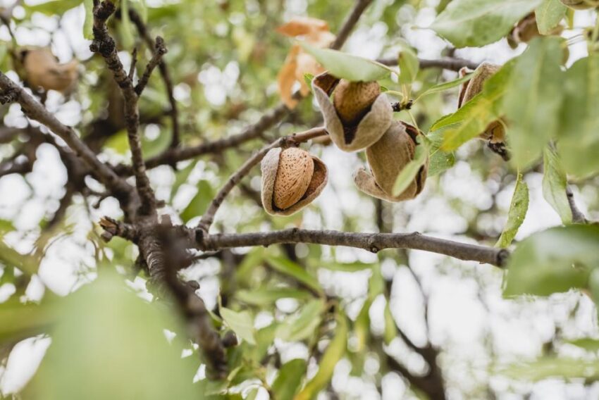 How to Grow an Almond Tree