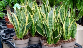 How to grow the black coral snake plant
