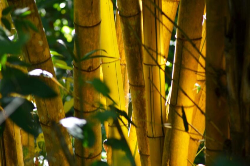 How to grow the golden bamboo