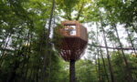 Origin House: A stunning bird's nest-inspired tree house in France