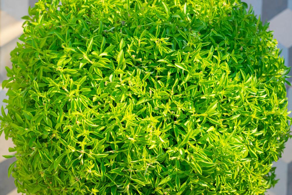 Fino verde basil basil varieties